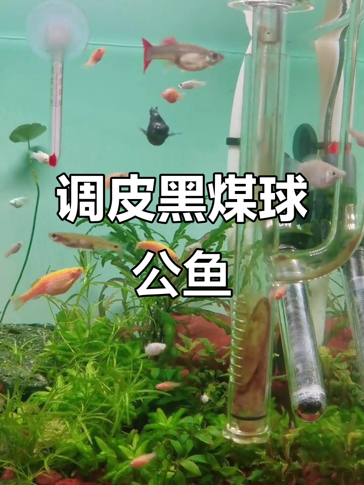 黑皮球鱼大闹水缸，追击白皮球搞笑日常