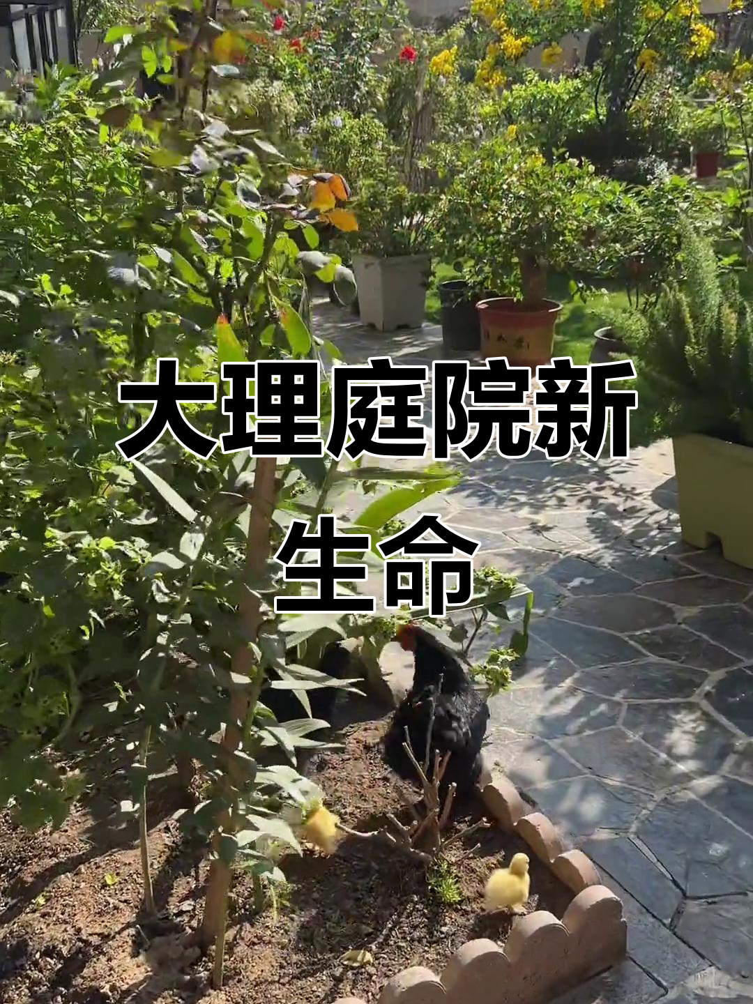 老爷院里花草繁盛,鸭子蛋被鸡孵出小生命