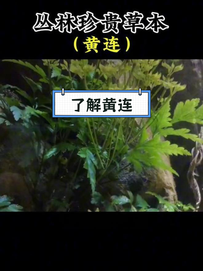 黄连的神奇功效与珍贵价值