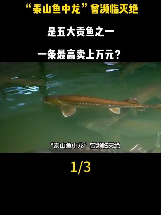 “泰山鱼中龙”曾濒临灭绝,是五大贡鱼之一,一条最高卖上万元?