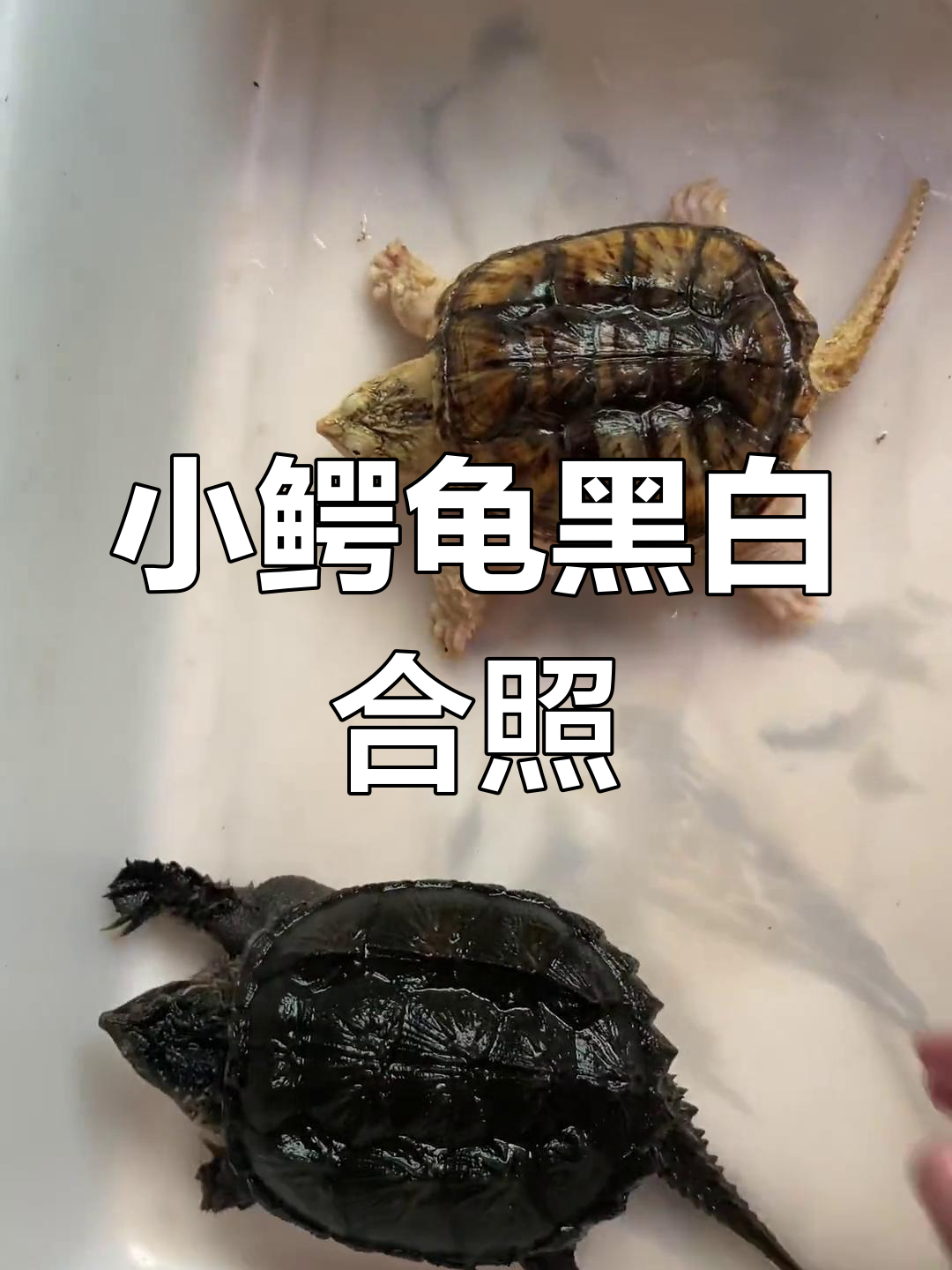 黑色鳄龟与白猪小鳄的“合影”大作战,竟然被咬了!