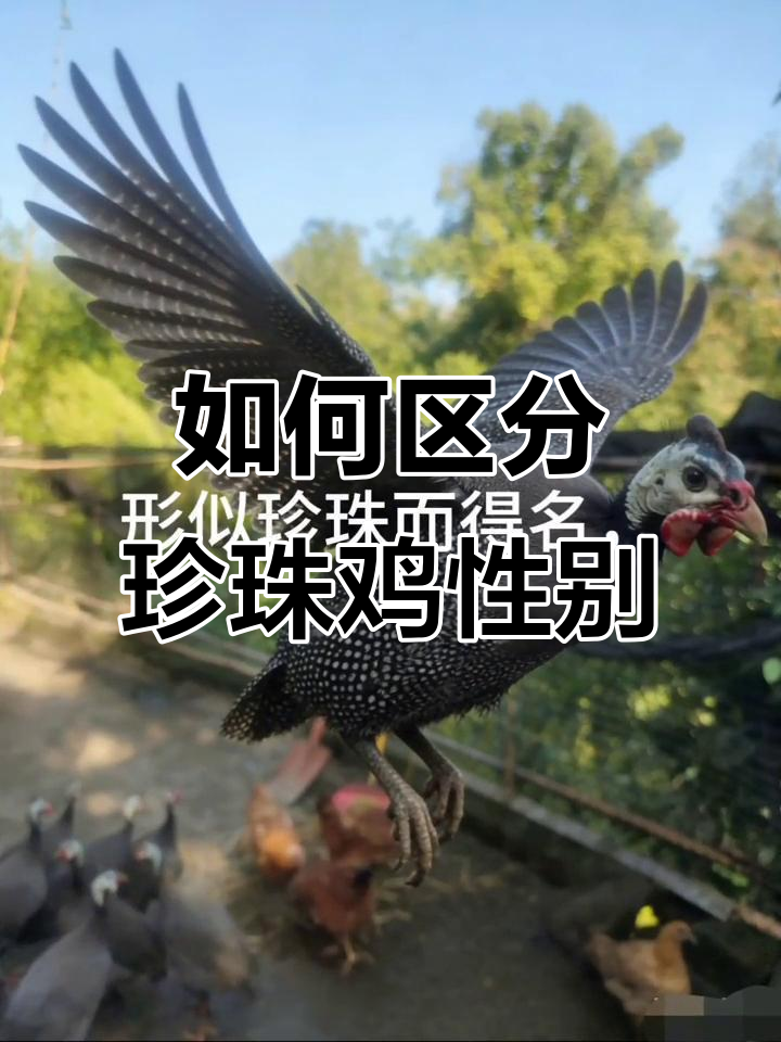 珍珠鸡公母怎么分辨?看这些特征就够了