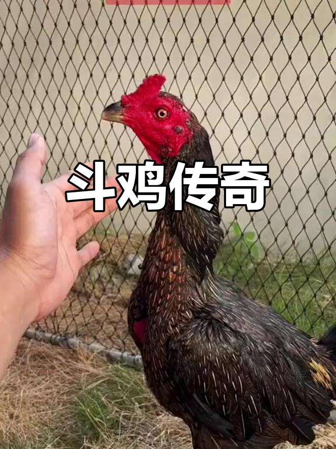 泰国斗鸡身价惊人,千万级珍品尽显霸气!