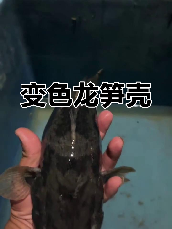 变色龙笋壳鱼，一分钟内颜色大变！