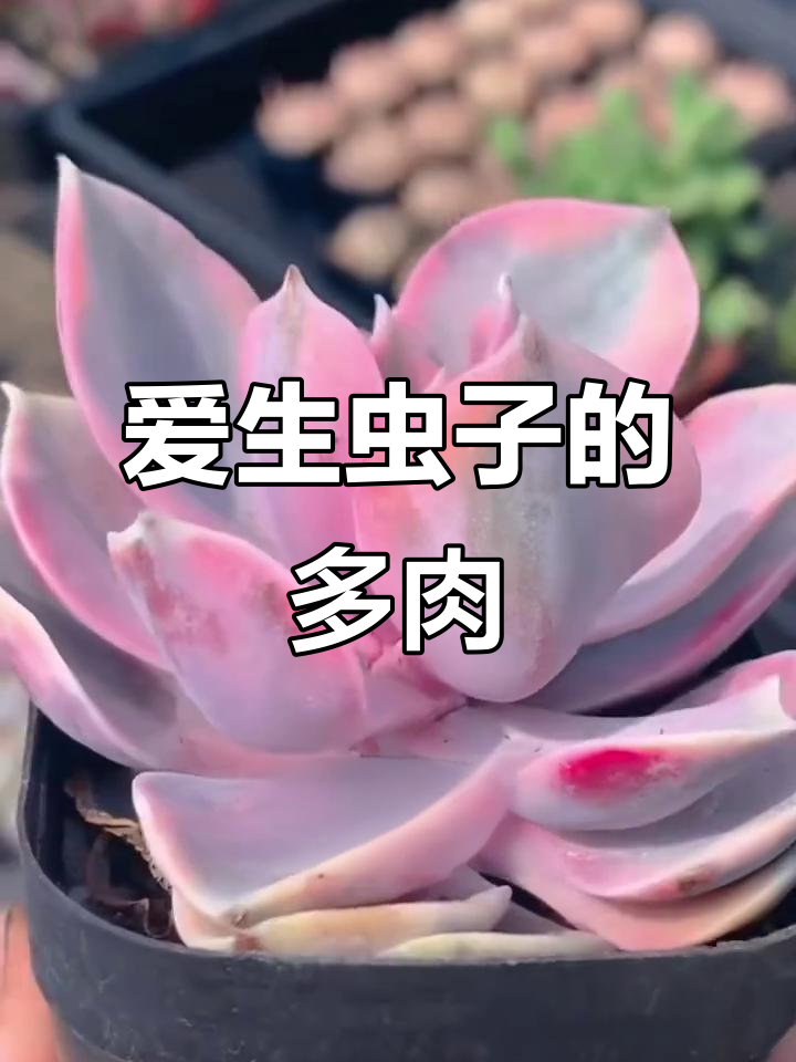 10种最容易生虫的多肉植物，看看你家有没有中招