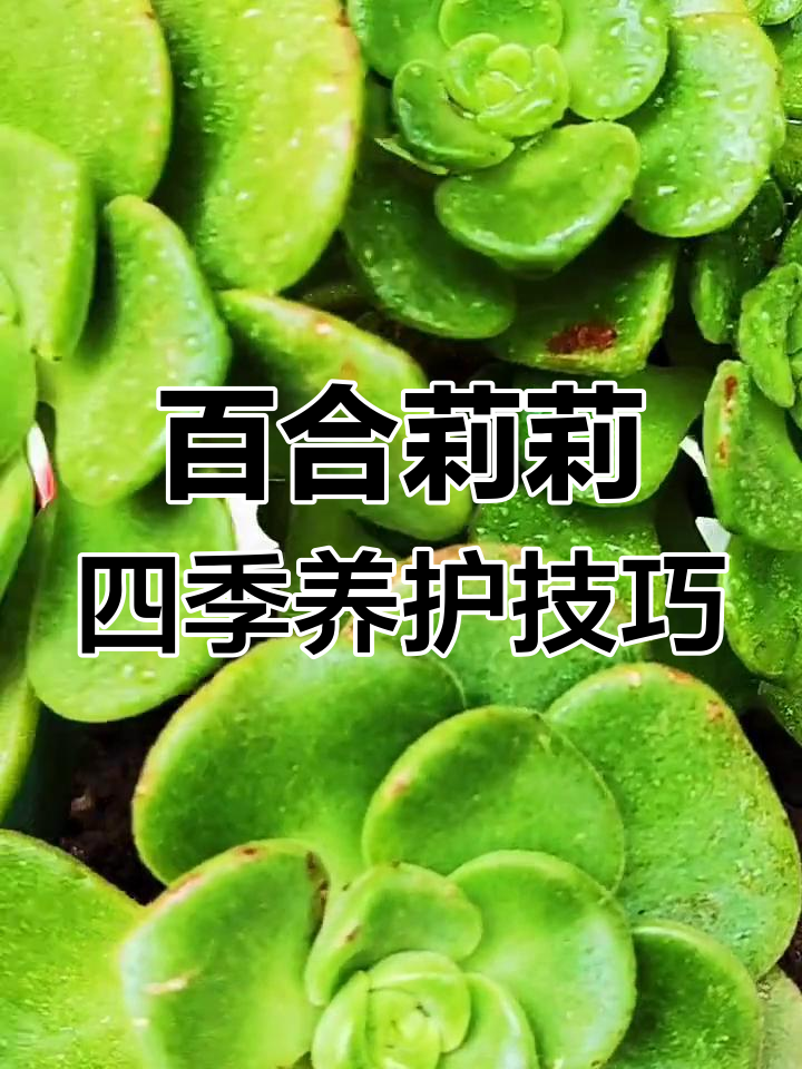 夏季百合莉莉养护全攻略,轻松让它叶片翠绿长势旺盛