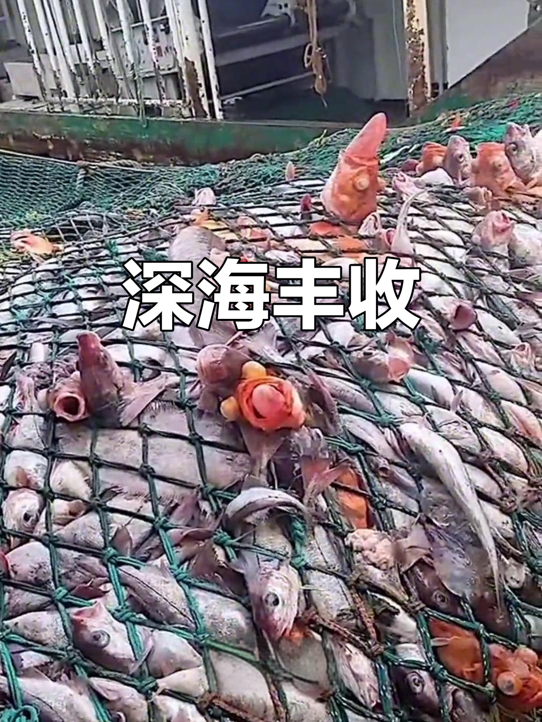 深海捕捞,大网收获丰富,明太鱼种类繁多