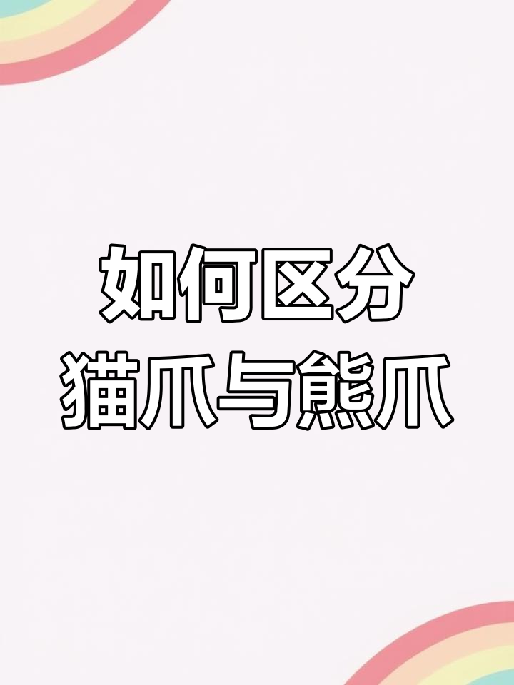 猫爪和熊爪多肉区别大揭秘,指甲不同花朵也不同