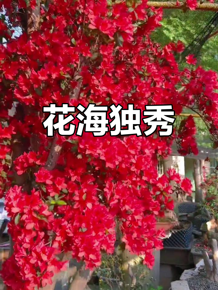 鸡血红映山红盛开,庭院阳台皆成美景,观赏价值满分!