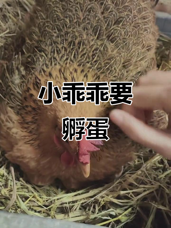 母鸡孵蛋，温暖又可爱