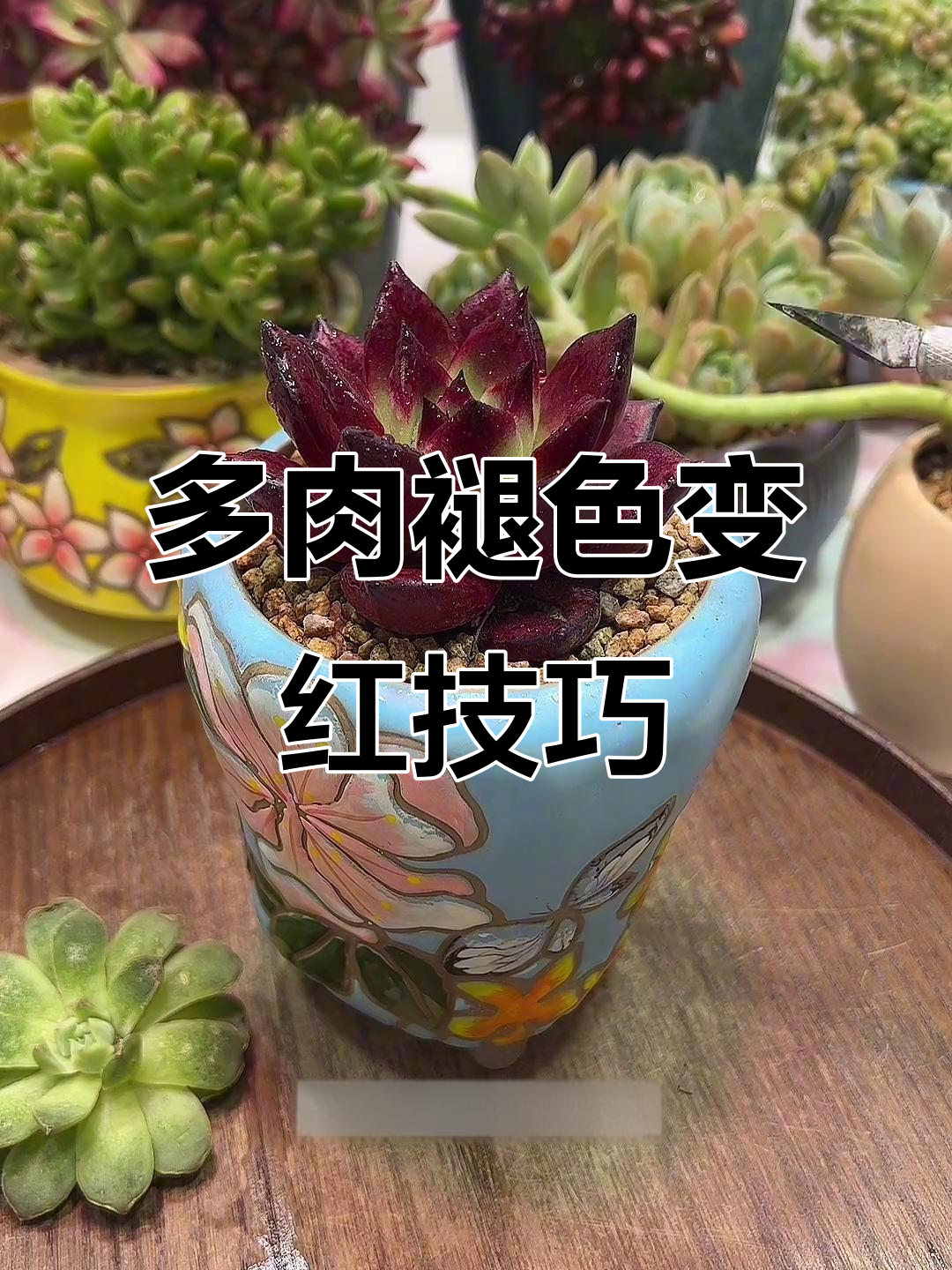 多肉植物如何变色？从绿色到红色的秘密