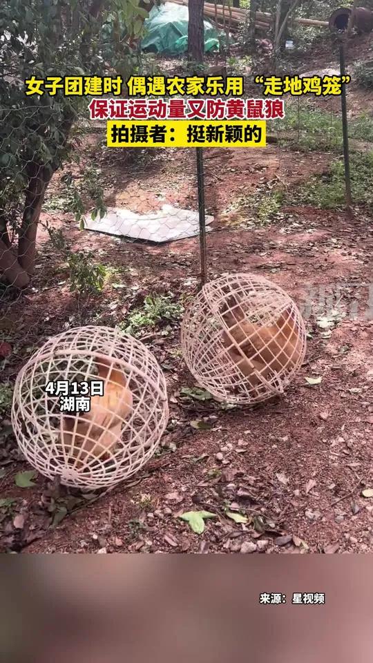 女子团建时 偶遇农家乐用“走地鸡笼”养鸡 保证运动量又防黄鼠狼 拍摄者:挺新颖的 社会6
