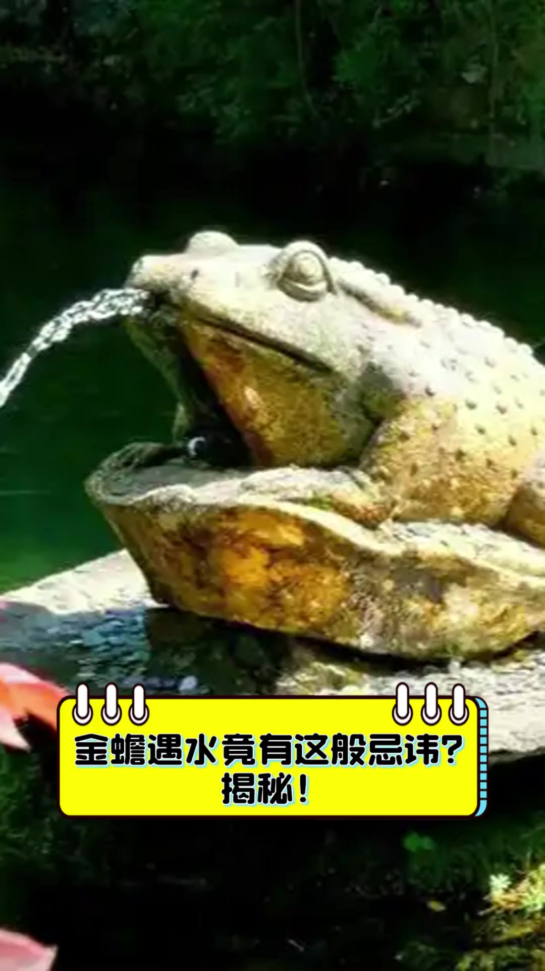 金蟾遇水竟有这般忌讳?揭秘!
