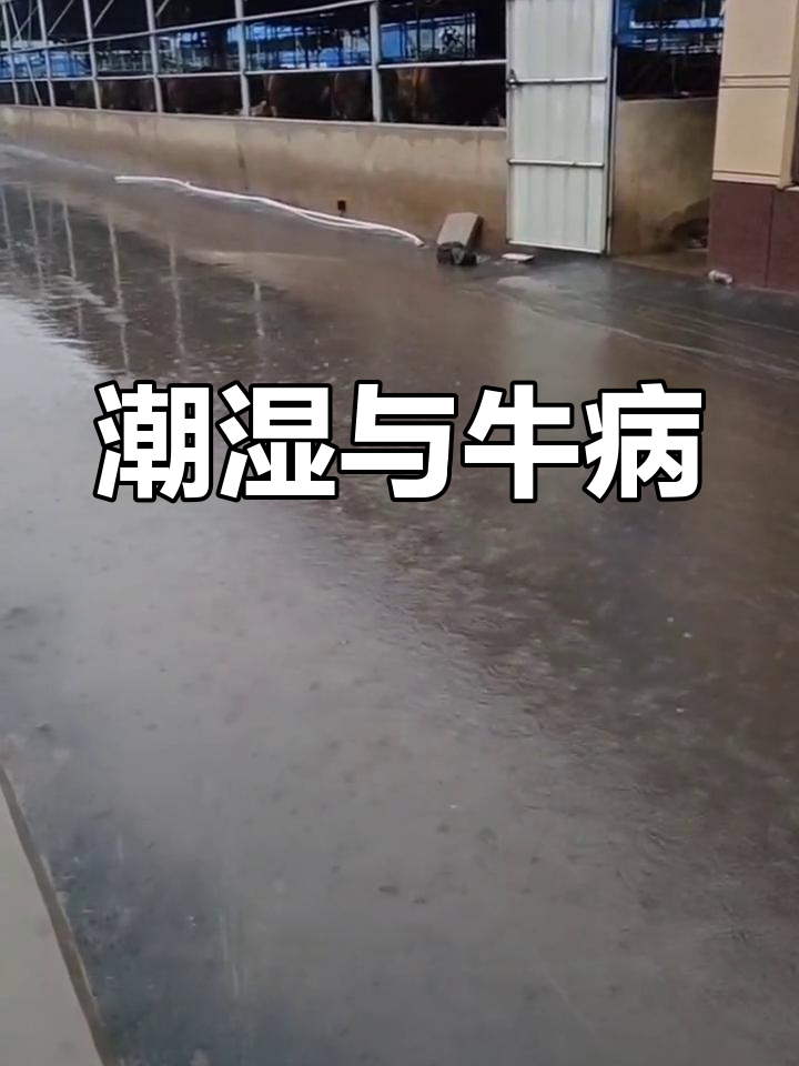 潮湿天气导致牛拉稀,警惕球虫感染!