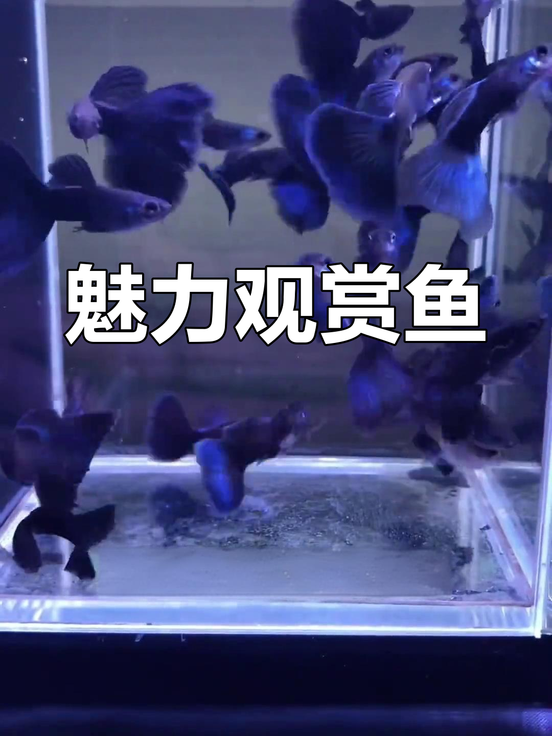 这种鱼美丽又易养,丝绸般光滑,让人无法抗拒它的诱惑!