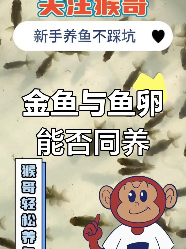 金鱼繁殖缸里,青鱼和卵能共存吗?新手必看技巧