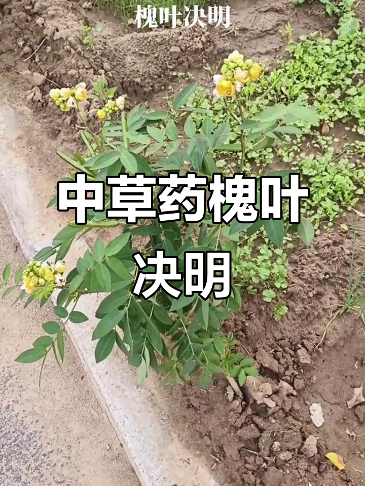 9月推荐:槐叶决明,清热解毒、健胃润肠良药