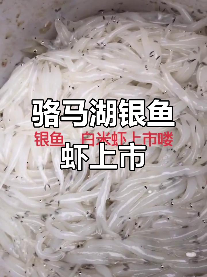 骆马湖银鱼与白米虾新鲜上市,美味不容错过