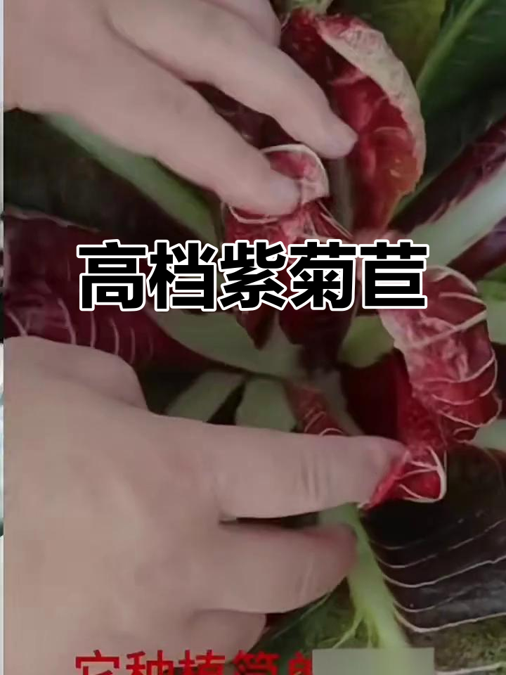 紫色菊苣:高端蔬菜,口感鲜嫩,适合凉拌火锅