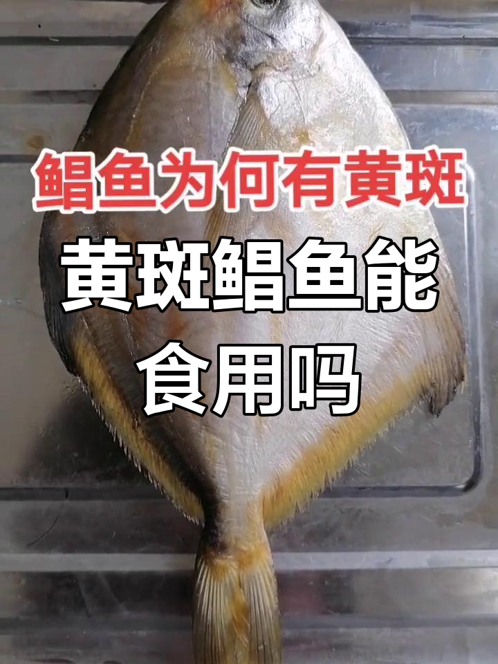 鲳鱼黄斑能吃吗?