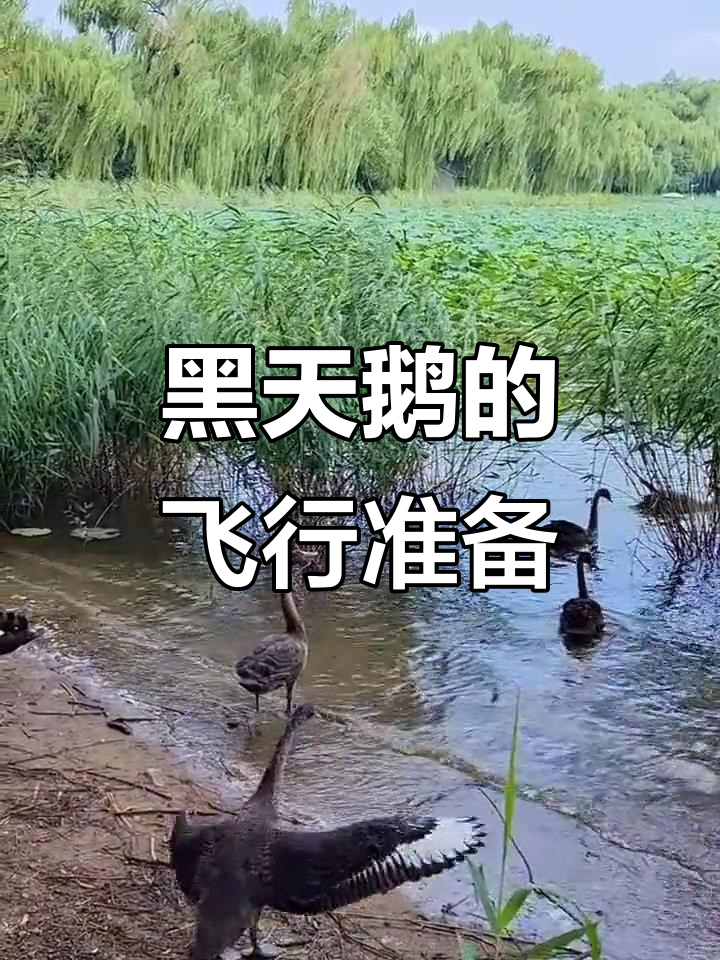 黑天鹅展翅飞翔,准备起飞瞬间大揭秘