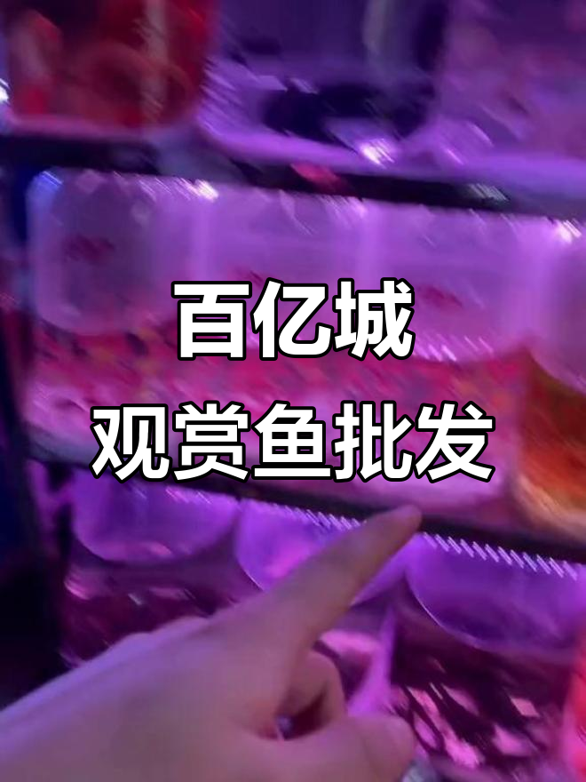 百艺城观赏鱼大揭秘,超值批发市场等你来探
