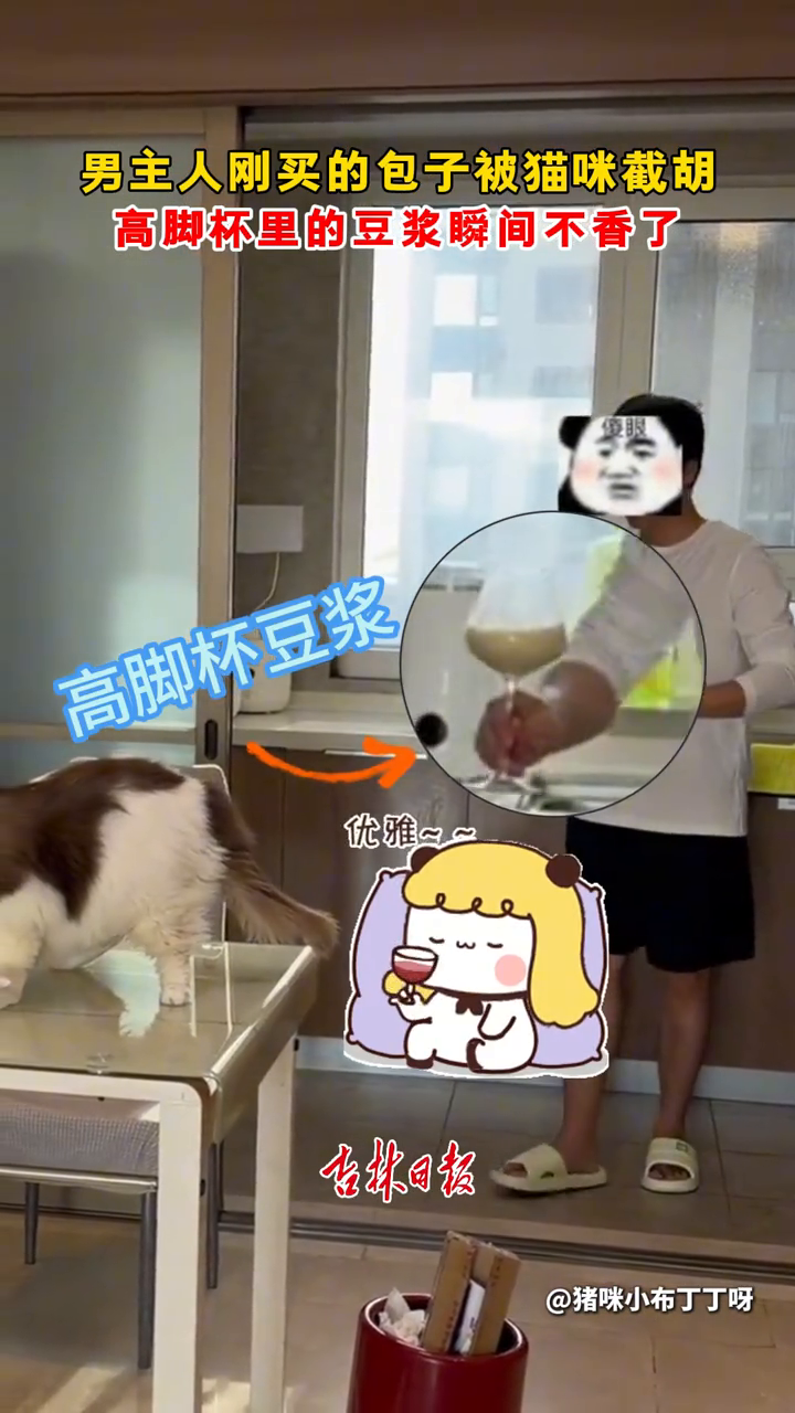 男主人刚买的包子被猫咪截胡，高脚杯里的豆浆瞬间不香了