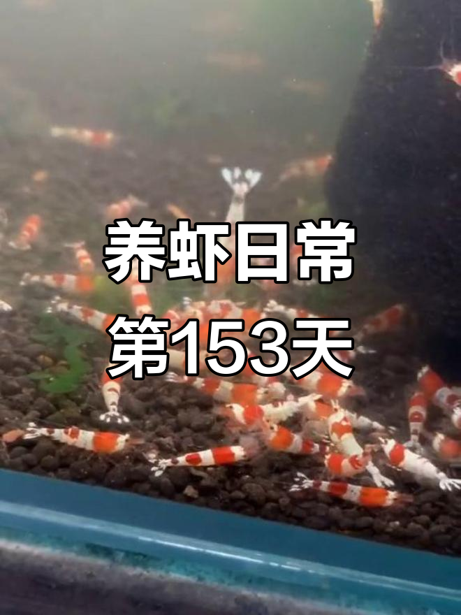 辞职养虾153天,辣椒蓉发色惊艳!鳌虾抢食大战全程崩溃