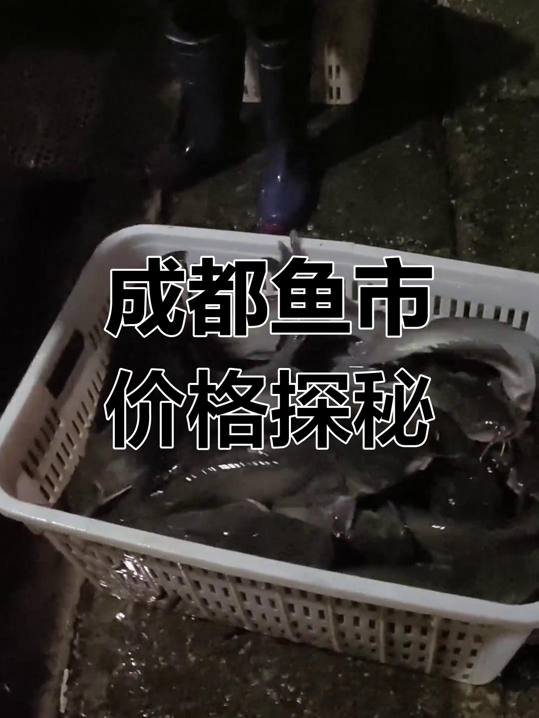 成都批发市场鱼价大揭秘,两千元能买多少?