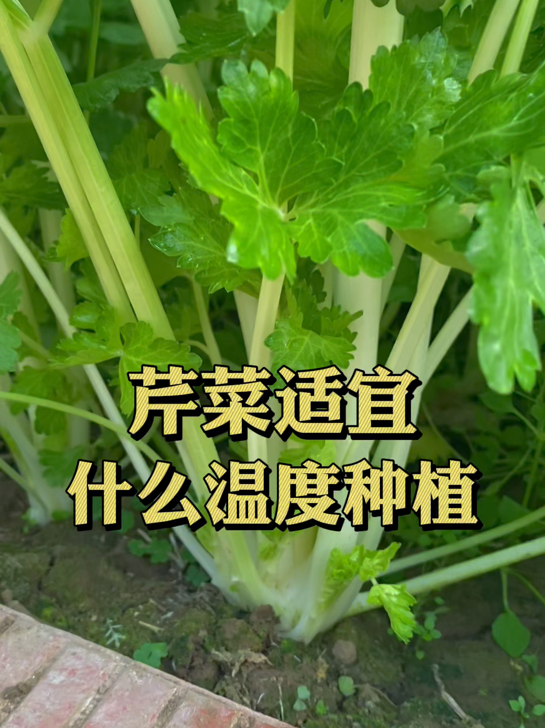 芹菜适宜什么温度种植