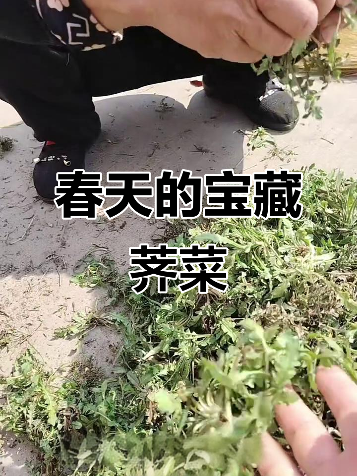 春天最值得吃的野菜,荠菜的神奇功效你了解吗?