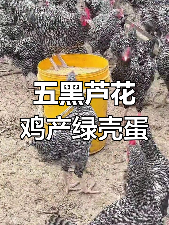 芦花鸡绿壳蛋,五谷杂粮喂养,年产260枚