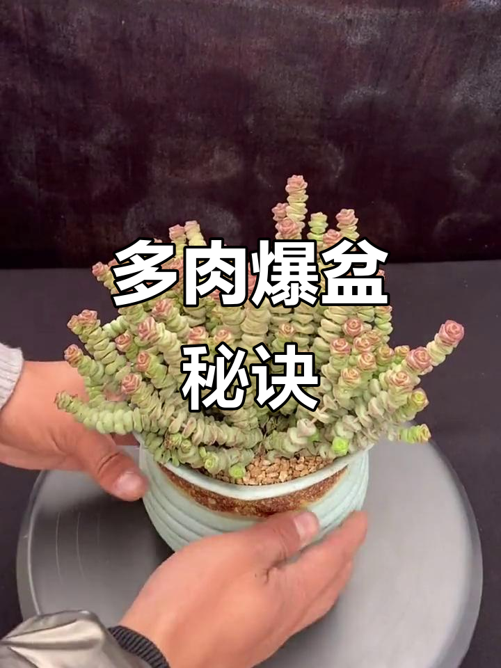 如何让多肉植物快速爆盆？砍头技巧大揭秘