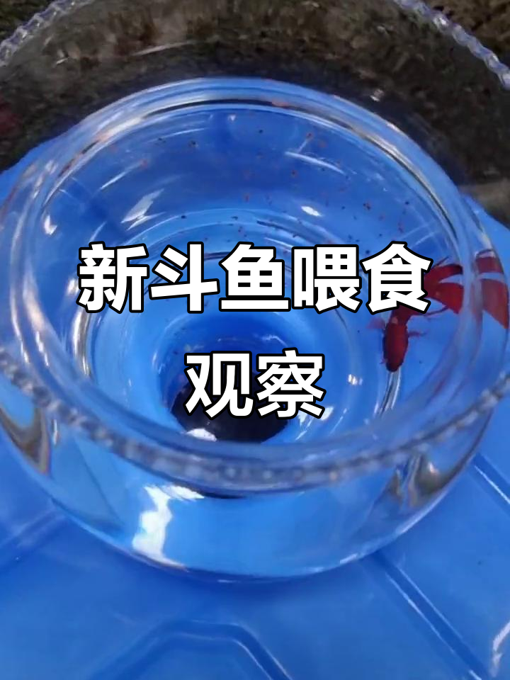 斗鱼刚到家,喂食试探它吃不吃