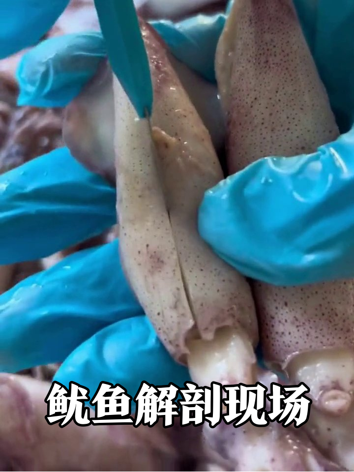 当鱿鱼遇上“解剖大师”,每一刀都充满“惊喜”!