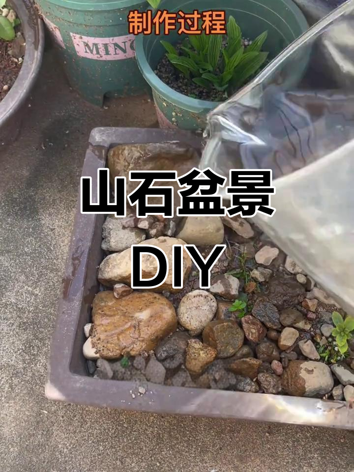 捡些石头和沙子,随意摆放,菖蒲点缀,山水盆景轻松做!