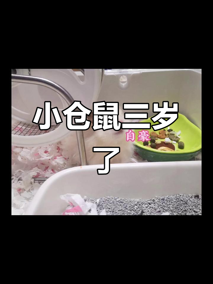 仓鼠三岁啦!豪华别墅和生日蛋糕的惊喜庆祝