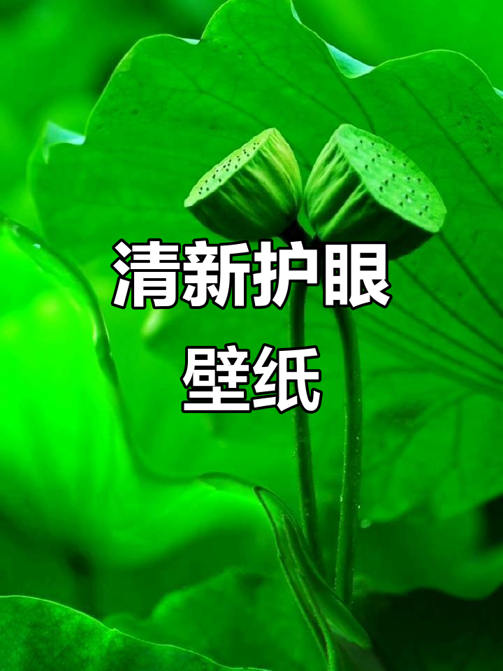 小清新护眼壁纸,高清手机背景图来啦