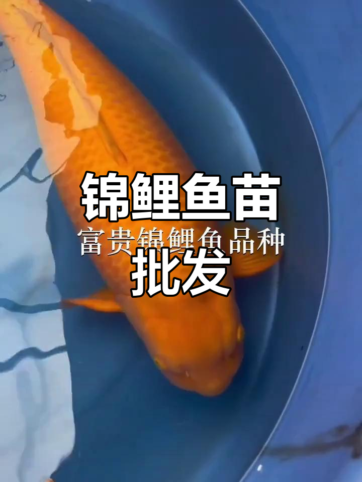 优质锦鲤鱼苗,批发供应,各地均有分场