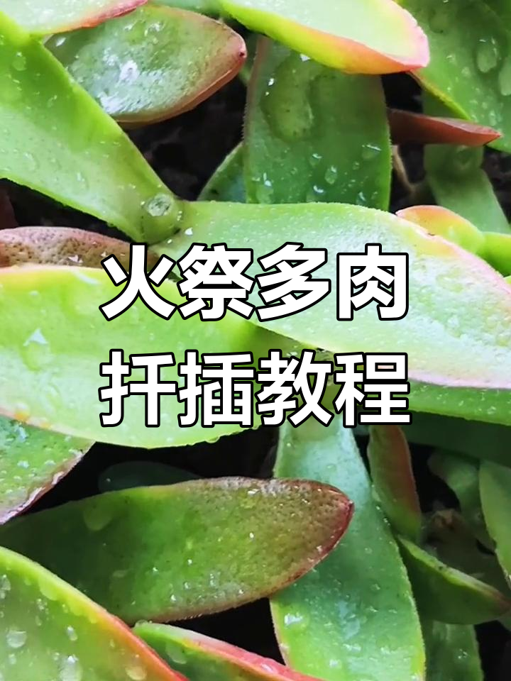 多肉火祭枝条扦插技巧,轻松学会养护方法