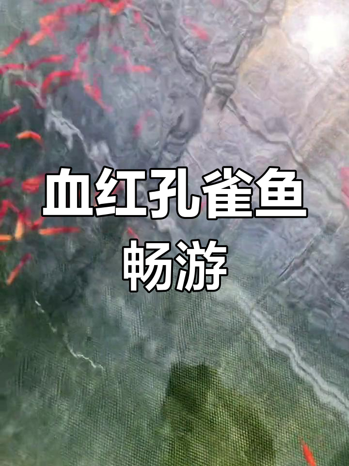 水质清澈,血红孔雀鱼欢快游动