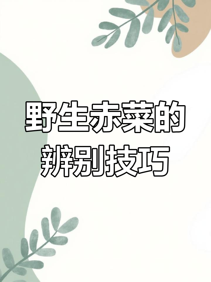赤菜:海底燕窝般的珍品