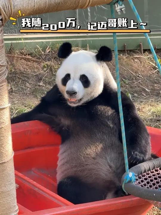 灵岩:祝福雷达和西兰花!我的对象在哪里?#大熊猫灵岩 #来这吸熊猫 #国宝熊猫 #不止我一