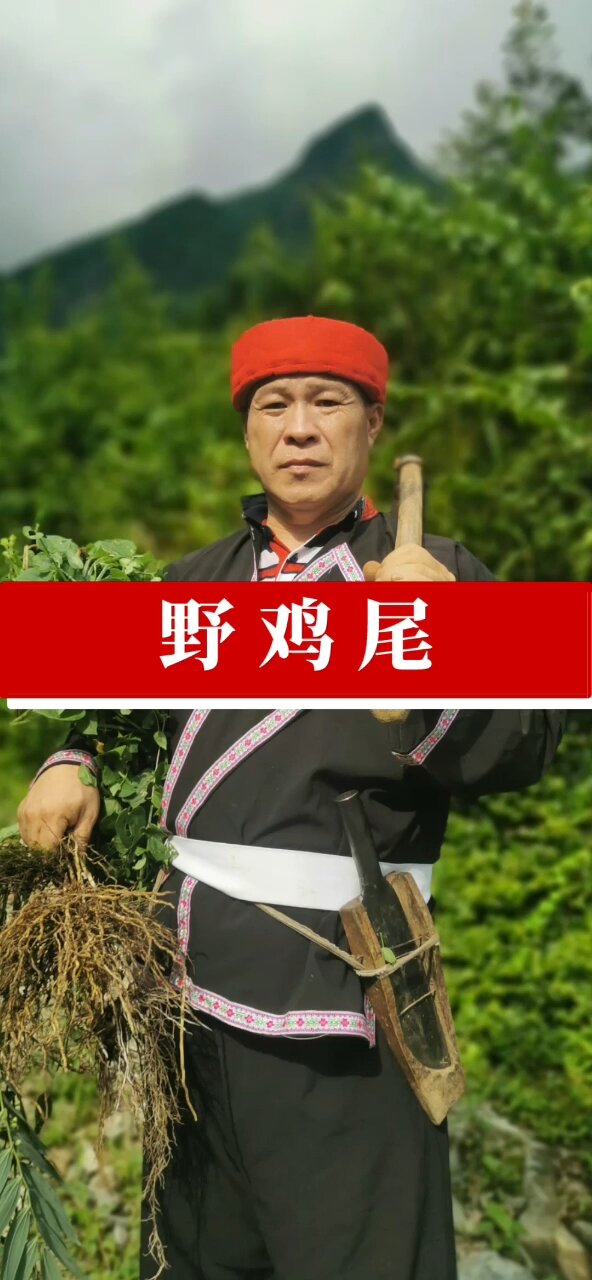 野鸡尾也叫乌蕨,被誉为万能解毒药