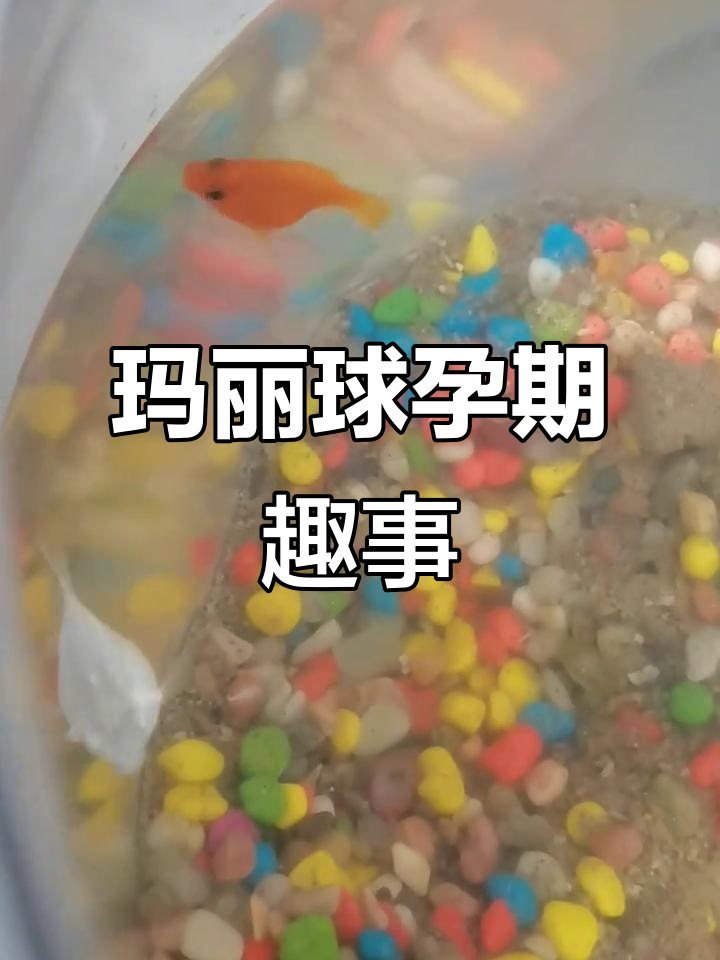 玛丽球怀孕隔离,公母鱼互动引发惊险时刻