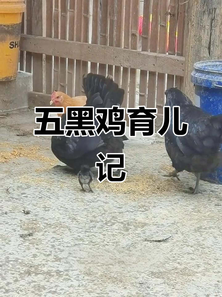 清晨五黑鸡带小鸡仔闯入院子,毛茸茸的惊喜来啦!