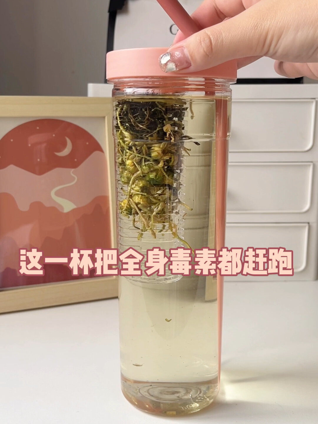 三倍下火!胎菊金银花蒲公英 清热去火茶