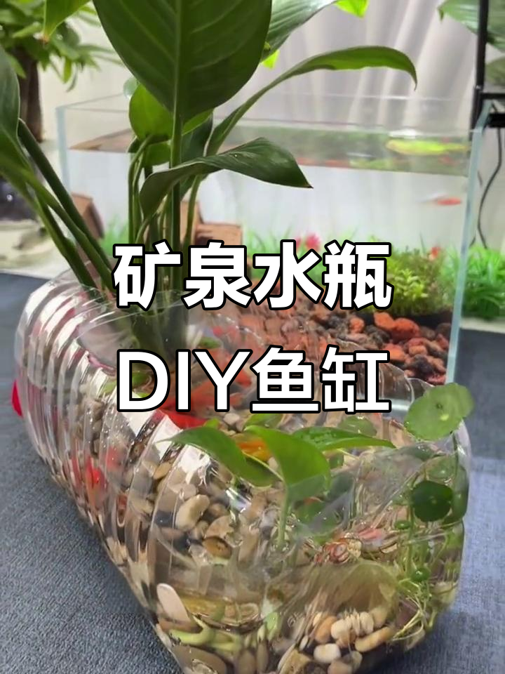用矿泉水瓶打造懒人生态鱼缸，简单又实用