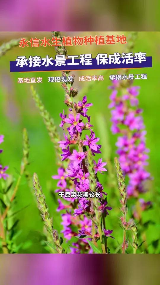 盘锦市千屈菜盆栽