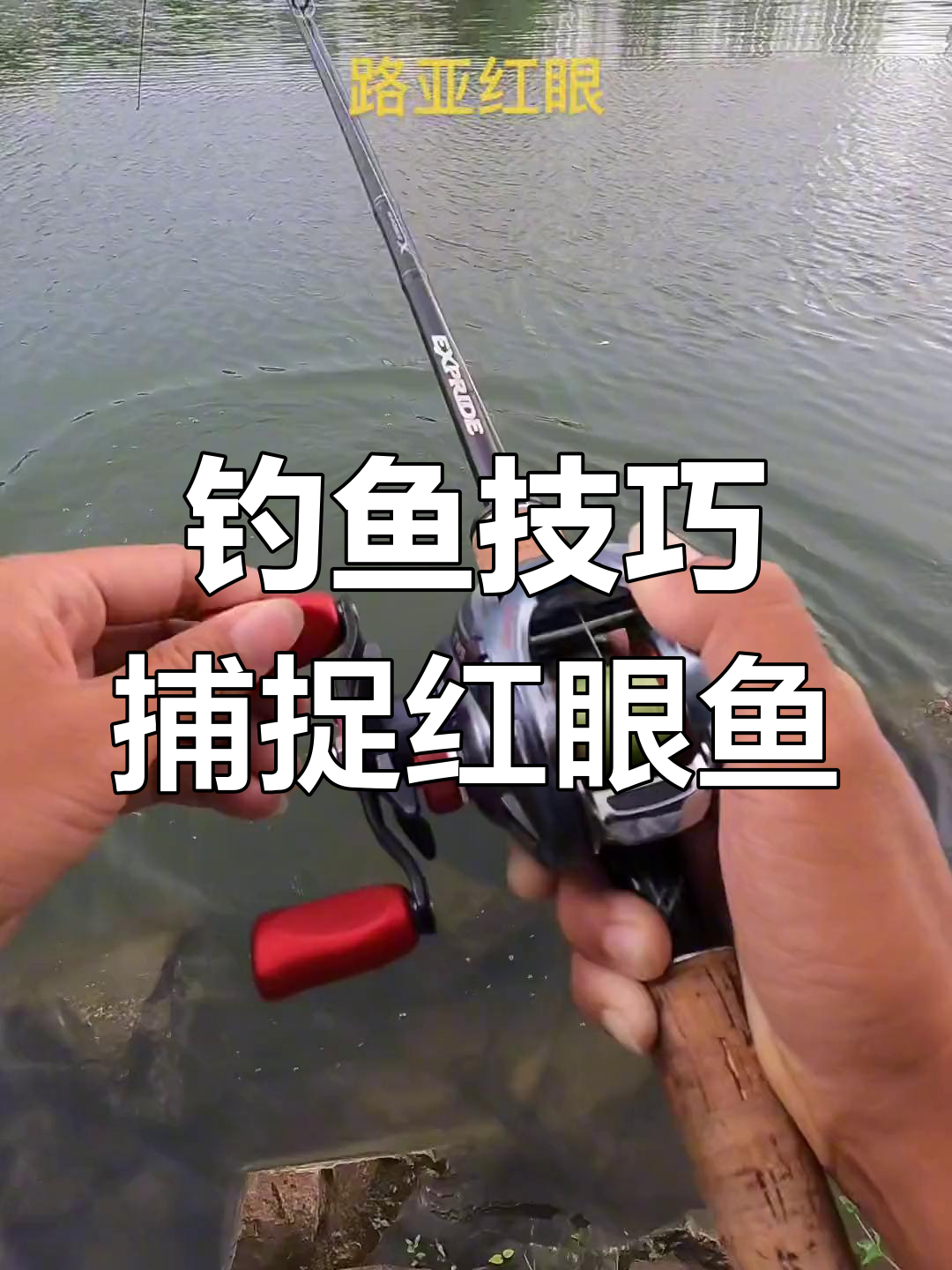 红眼鱼钓法揭秘,如何用梯尾收捕大红娘